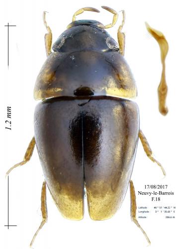 Limnebius atomus